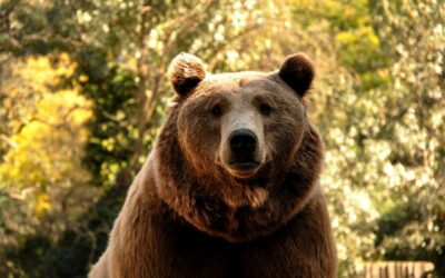 Grizzly Bear Animal Spirit