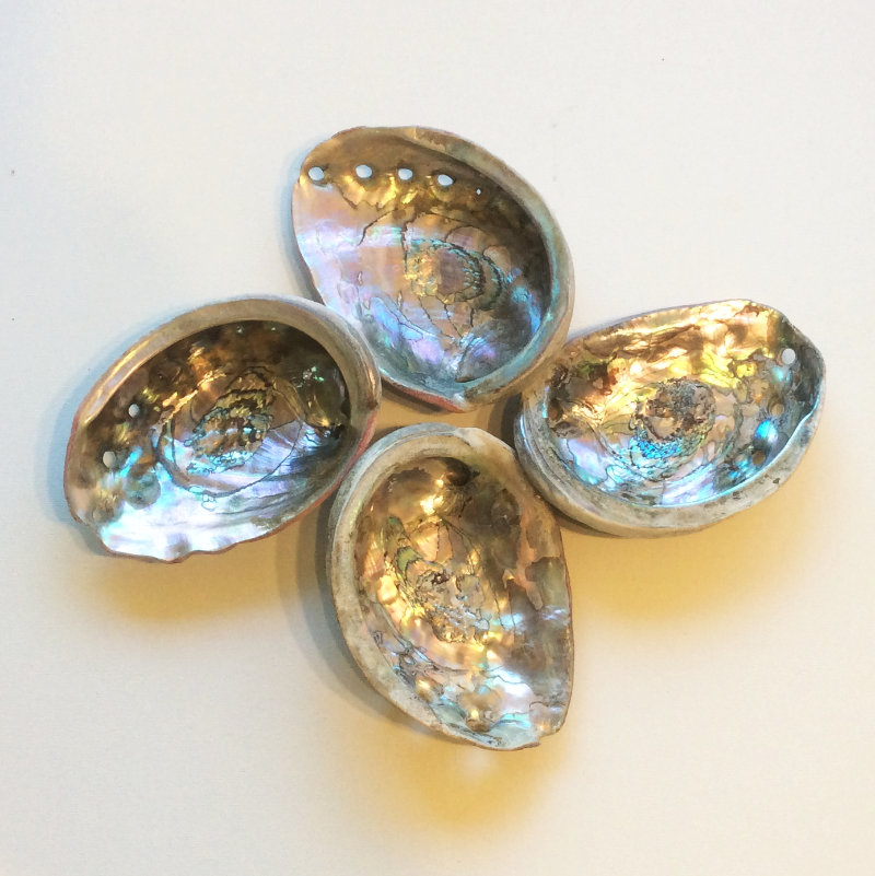Abalone Shell