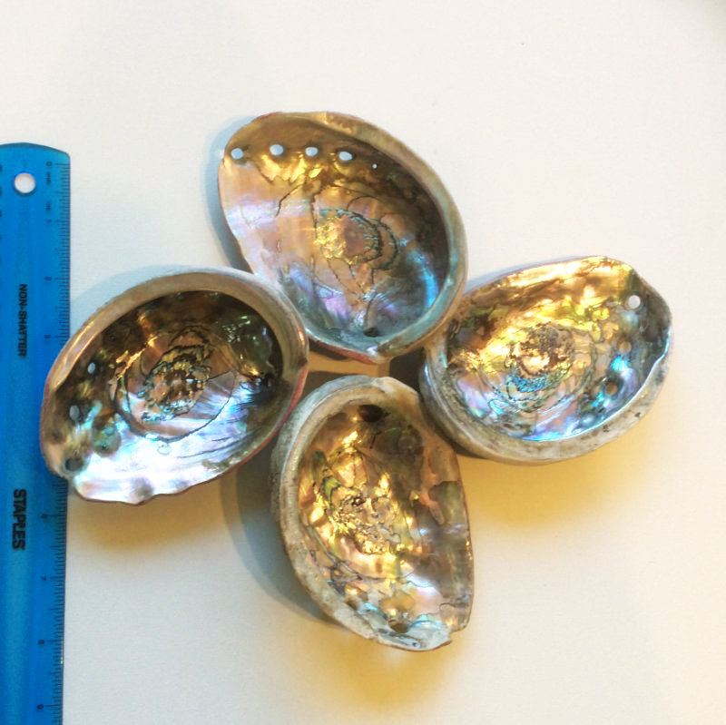 Abalone Shell