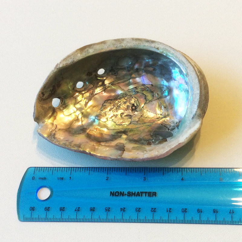 Abalone Shell