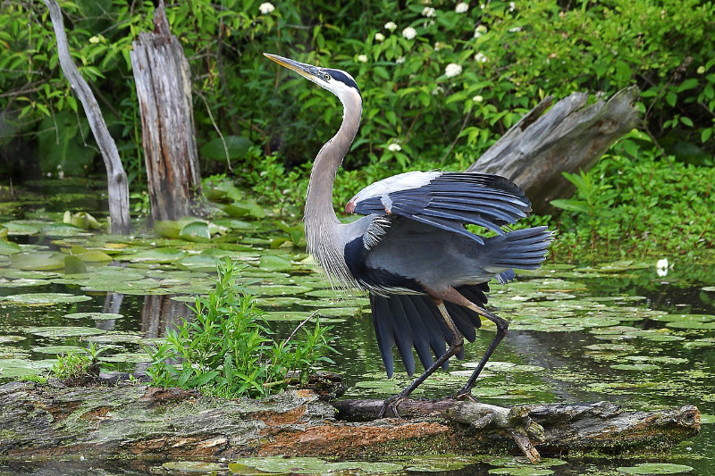 blue heron spirit animal