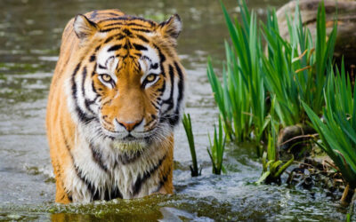 Bengal Tiger Animal Spirit