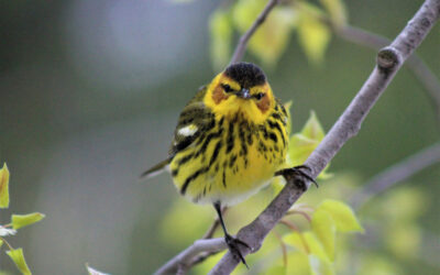 Song Bird Animal Spirit