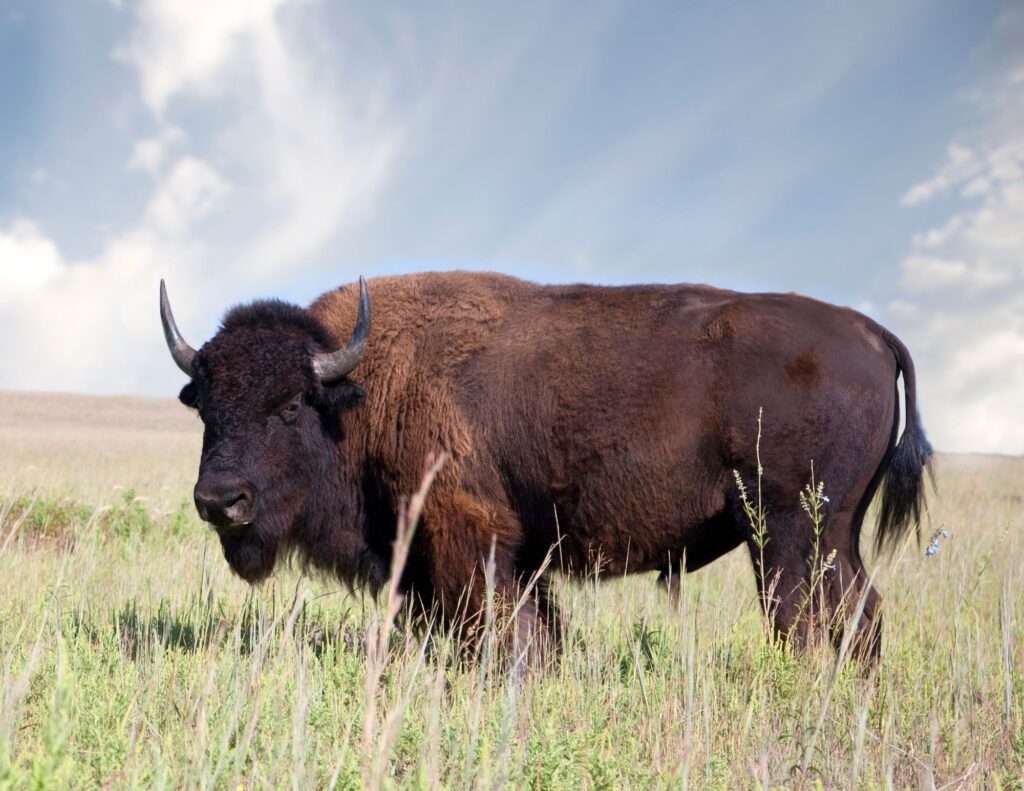 Buffalo Animal Spirit