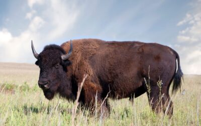 Buffalo Animal Spirit