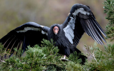 Condor Animal Spirit