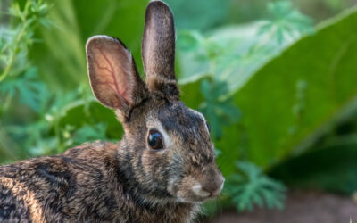 Rabbit Animal Spirit