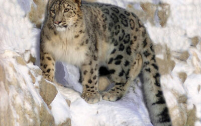 Snow Leopard Animal Spirit