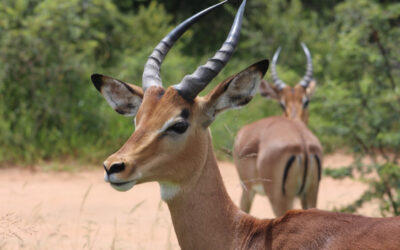 Gazelle Animal Spirit