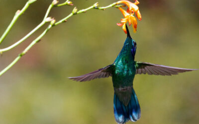 Hummingbird Animal Spirit