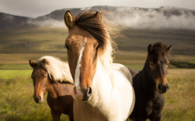 Wild Horse Animal Spirit
