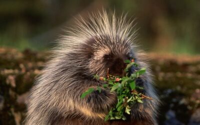 Porcupine Animal Spirit