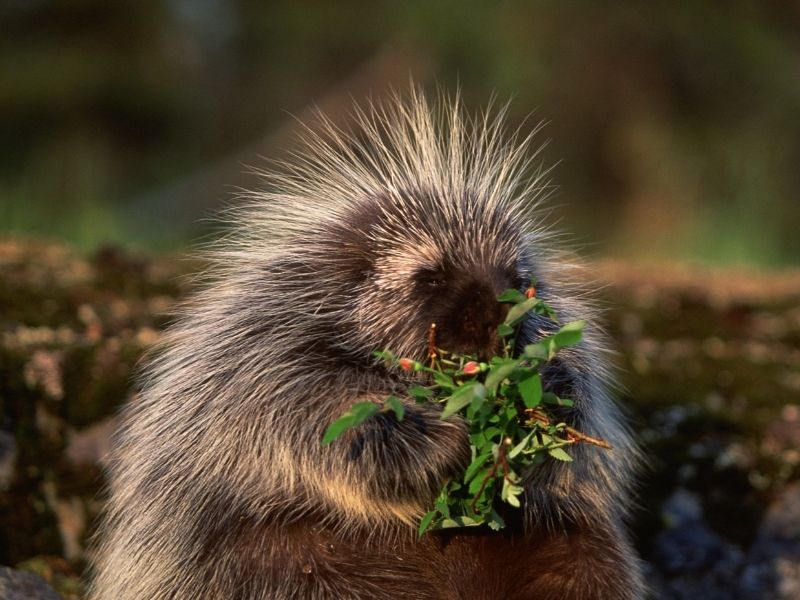 Porcupine Animal Spirit