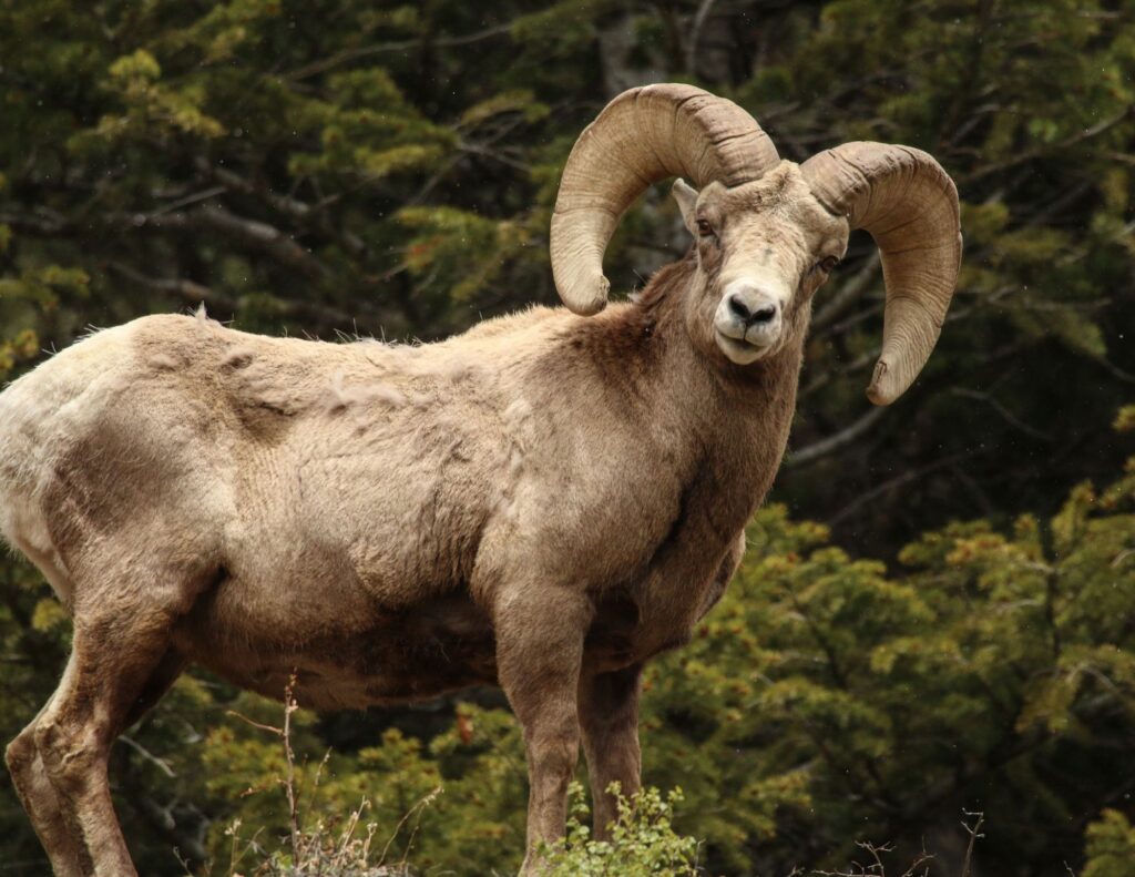 Bighorn Sheep Animal Spirit Guide