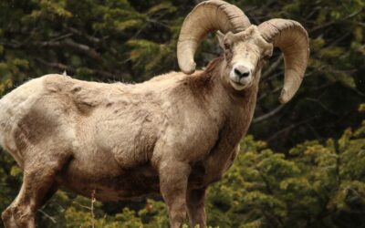 Bighorn Sheep Animal Spirit