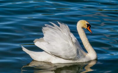 Swan Animal Spirit