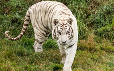 White Tiger Animal Spirit