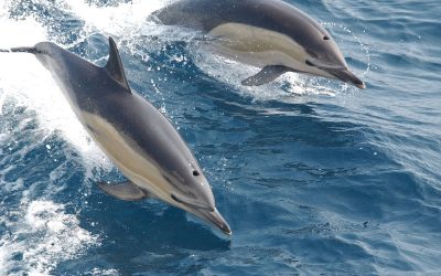 Dolphin Animal Spirit
