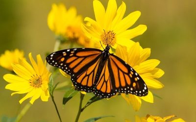 Butterfly Medicine Spirit Guide