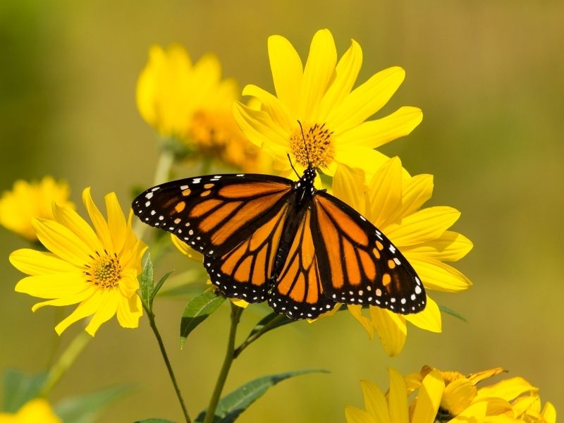 Butterfly Medicine Spirit Guide