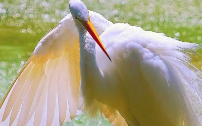 White Heron Animal Spirit