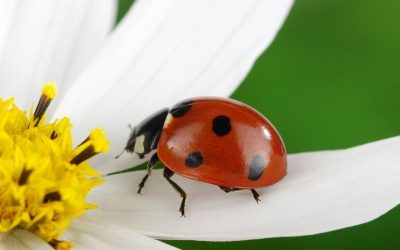 Ladybug Medicine Spirit Guide