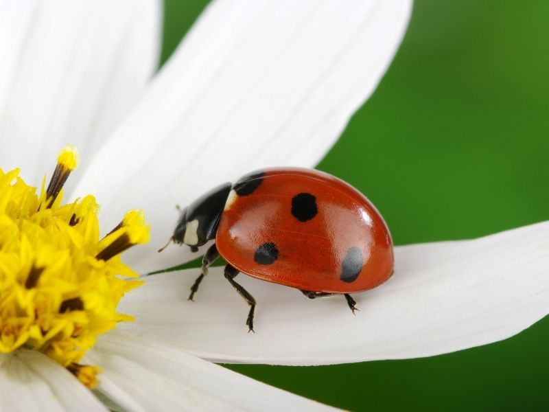 Ladybug Medicine Spirit Guide