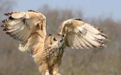 Owl Medicine Spirit Guide