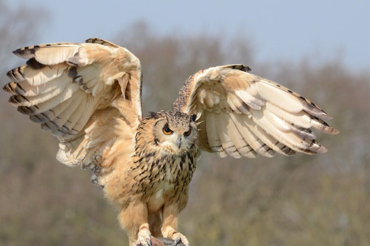 Owl Medicine Spirit Guide
