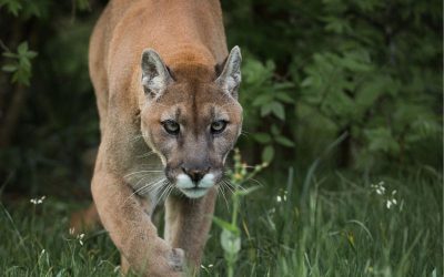 Mountain Lion Animal Spirit Guide