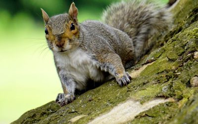 Squirrel Animal Spirit