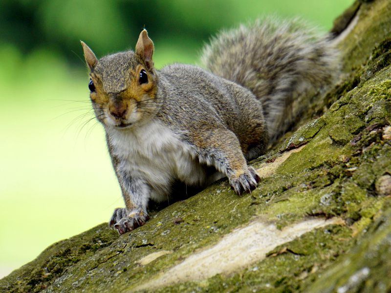 Squirrel Animal Spirit